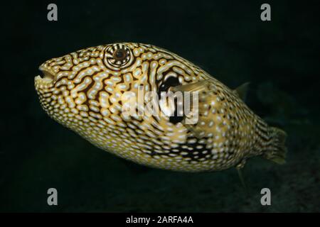 Carte De Poisson-Poufferfish Arothron Mappa Banque D'Images