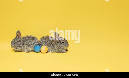 La chasse aux œufs arrive. Adorables lapins de Pâques près par des œufs peints isolés sur fond de studio jaune, flyer pour votre annonce. Carte de vœux avec espace publicitaire. Concept de vacances, printemps, célébration. Banque D'Images