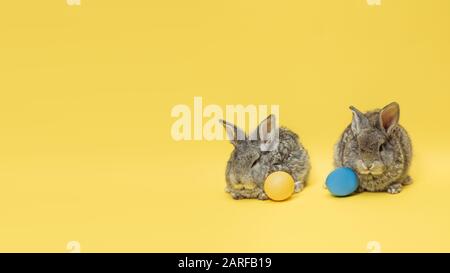 La chasse aux œufs arrive. Adorables lapins de Pâques près par des œufs peints isolés sur fond de studio jaune, flyer pour votre annonce. Carte de vœux avec espace publicitaire. Concept de vacances, printemps, célébration. Banque D'Images