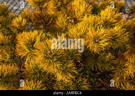 Aiguilles de sapin jaune vif sur l'arbre de conifères dans un groupe poussant vers la lumière. Pinus virginiana 'l'or de Wate' Banque D'Images