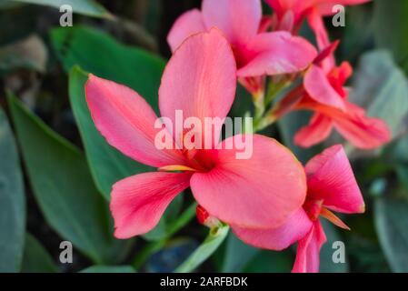 Cette photo unique montre une fleur sauvage rouge, en arrière-plan vous pouvez toujours voir les feuilles vertes! La photo a été prise dans la jungle de Thaïlande Banque D'Images