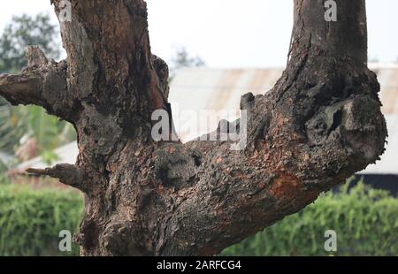 Branche d'un arbre de fruits Jack très ancien, fin du cycle de vie Banque D'Images