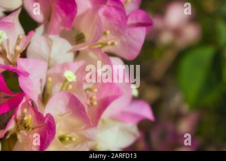 Cette photo unique montre une plante de bougainvilliers en fleurs dans les couleurs vives de l'Outback de Hua Hin en Thaïlande. Banque D'Images