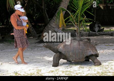 La tortue géante Aldabra et le touriste sur la plage, (Aldabrachelys gigantea), l'île de Curieuse, Seychelles. Banque D'Images