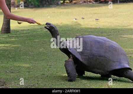 La main de la femme nourrissant la tortue géante aldabra une banane sur l'herbe, (Aldabrachelys gigantea), l'île de Curieuse, Seychelles. Banque D'Images