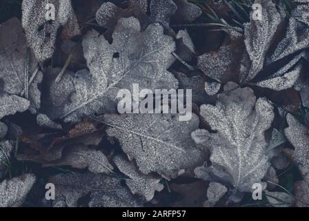 La nuit marron foncé laisse l'arrière-plan Banque D'Images