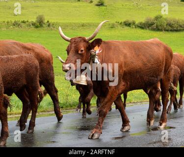 Belle vache de montagne de Salers se reproduisent pendant la transhumance. Bovins laitiers Banque D'Images