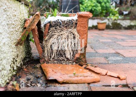 dégâts de gel au pot de jardin en terre cuite Banque D'Images