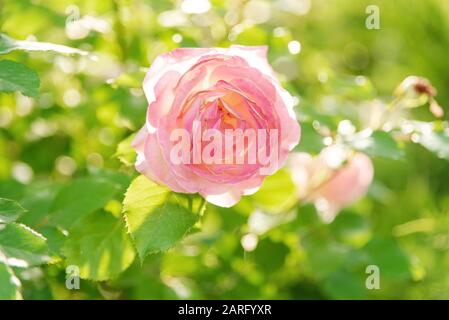 Une rose douce au soleil. Le jardin d'été fleuri. Botanique. Mise au point douce Banque D'Images