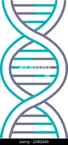 Icône de couleur violet et turquoise de l'hélice d'ADN. Désoxyribonucléique, structure des acides nucléiques. Brins de spirales. Chromosome. Biologie moléculaire. Code génétique. G Illustration de Vecteur