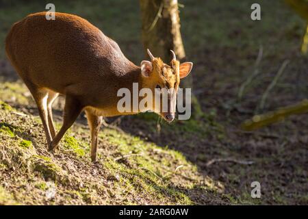 Cerf muntjac Muntiacus reevesi plus petit cerf britannique. Le mâle a de petits fourmis et de longues canines projetant comme des défenses. L'hiver au centre britannique de la faune Banque D'Images