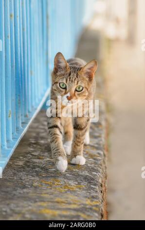 Mignon jeune chat tabby marchant sur un mur de jardin avec une clôture en fer bleu sur le côté de la rue et regardant curieusement, la Grèce, l'Europe Banque D'Images