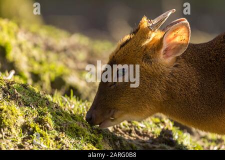 Muntjac Muntiacus reevesi plus petit cerf britannique. Mâle gros plan de bois et de longues canines projetant comme des défenses. L'hiver au centre britannique de la faune Banque D'Images