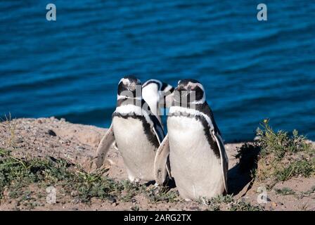 Une colonie de pingouins dans la péninsule Valdes en Argentine, en Amérique du Sud. Banque D'Images