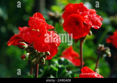 Jardin d'été fleuri au soleil après la pluie. Fleurs de pélargonium rouge recouvertes de gouttes d'eau, gros plan, foyer sélectif Banque D'Images