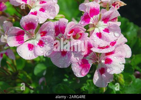 Jardin d'été fleuri au soleil après la pluie. Fleurs de pélargonium rose vif recouvertes de gouttes d'eau, gros plan, foyer sélectif Banque D'Images