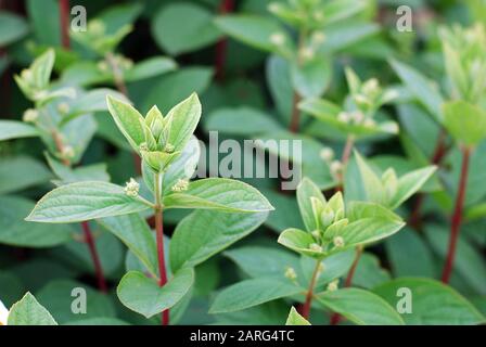 Jeunes pousses d'hydracea avec troncs rouges, feuilles vertes et inflorescens non ouverts. Buisson hydracea de la panicule préclignotant, mise au point sélective Banque D'Images