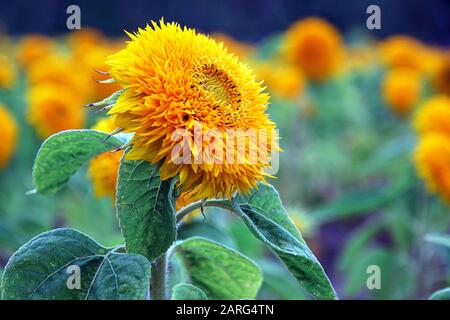 Tournesol orange-jaune vif sur un fond flou des mêmes fleurs ensoleillées colorées le jour nuageux. Traitement de la couleur, couleur orange rehaurante t Banque D'Images