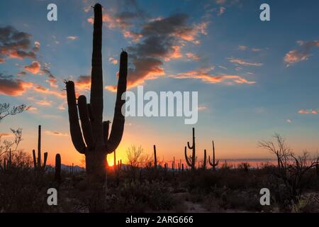 Saguaros cactus au coucher du soleil dans le désert de Sonoran près de Phoenix, Arizona. Banque D'Images