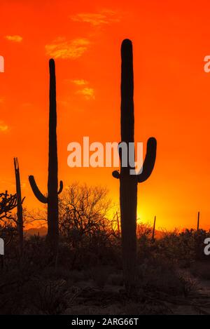 Coucher de soleil à Saguaro Cactus dans le parc national de Saguaro près de Tucson, Arizona. Banque D'Images