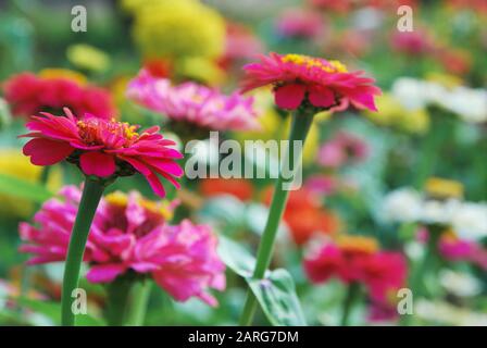 Fleurs de zinnia lumineuses dans le jardin ensoleillé Banque D'Images