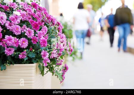 Chrysanthèmes violets sur le trottoir, silhouettes défocused de personnes marchant le long de la rue le jour d'été dans la grande ville Banque D'Images