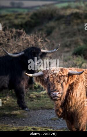 Le bétail des Highlands pacage sur le Moor de Bodmin à Cornwall. Banque D'Images