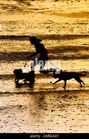 Un homme et ses chiens d'animal de compagnie silhouettés par la lumière dorée intense du soleil couchant pendant qu'ils marchent le long du rivage à la plage de Fistral à Newquay. Banque D'Images