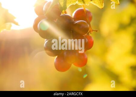 Bouquet de raisins éclairés par la lumière du soleil dans le vignoble Banque D'Images