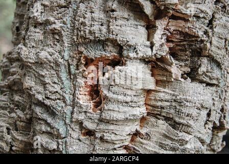 Сork écorce d'arbre près Banque D'Images