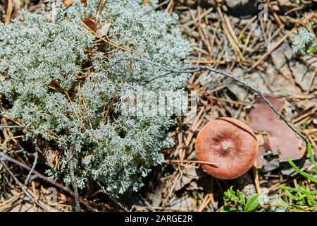 Le lichen Cladonia rangiferina. Lichen gris de rennes. Belle mousse de forêt de couleur pâle croissant dans les climats chauds et froids. Le cerf, le caribou de la mousse. Banque D'Images