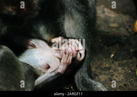 Gros plan sur un monéky macaque nouvellement né dans la forêt de singes d'ubud Banque D'Images