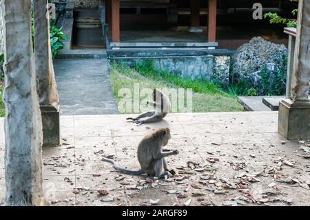 Singes macaques, toilettage, dans le domaine du temple Pura Luhur Uluwatu dans la péninsule Bukit du sud de Bali, Bali, Indonésie Banque D'Images