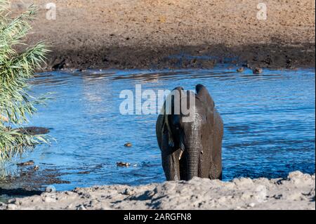 -Un éléphant d'Afrique Loxodonta africana- sortant d'un étang dans le parc national d'Etosha, Namibie, après avoir pris un bain. Banque D'Images