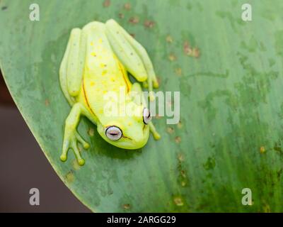 Une grenouille à pois commune adulte (Hyla punctata), sur la rivière Pacaya, le bassin amazonien, Loreto, Pérou, Amérique du Sud Banque D'Images