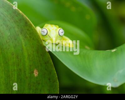 Une grenouille à pois commune adulte (Hyla punctata), sur la rivière Pacaya, le bassin amazonien, Loreto, Pérou, Amérique du Sud Banque D'Images