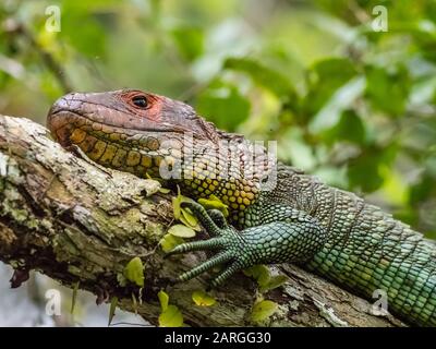 Lézard caiman adulte du nord (Dracaena guianensis), basant à Belluda Cano, dans le bassin amazonien, Loreto, Pérou, Amérique du Sud Banque D'Images