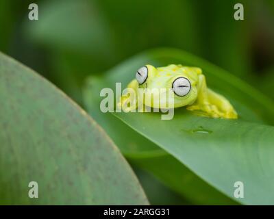 Une grenouille à pois commune adulte (Hyla punctata), sur la rivière Pacaya, le bassin amazonien, Loreto, Pérou, Amérique du Sud Banque D'Images