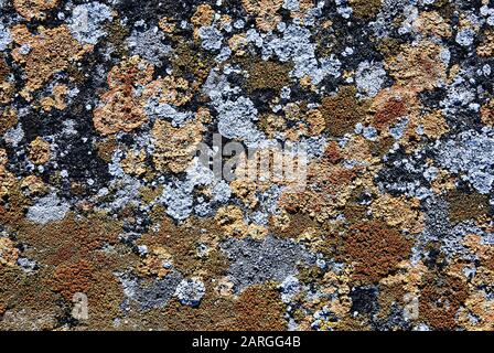 Dalle en pierre antique recouverte de lichens cégetés. Banque D'Images