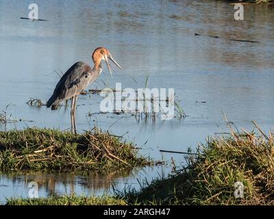 Un heron de goliath adulte (Ardea goliath), qui avalent un poisson dans le parc national de Chobe, au Botswana, en Afrique Banque D'Images