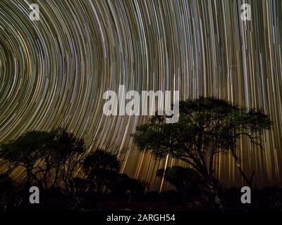 La voie laiteuse sur les acacia la nuit dans le Delta d'Okavango, au Botswana, en Afrique Banque D'Images