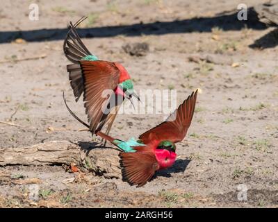 Des abeilles adultes de carmin du sud (Merops nubicides), en confrontation dans le parc national de Chobe, Botswana, Afrique Banque D'Images