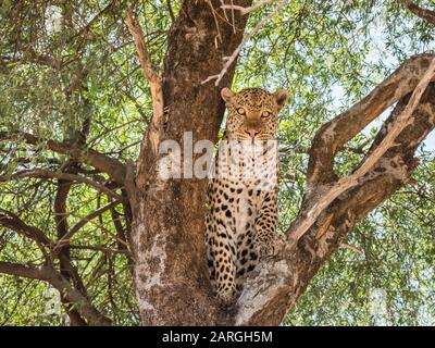 Un léopard adulte (Panthera pardus), a fait se nourrir d'un warthog qu'il a traîné dans un arbre dans le parc national de Chobe, au Botswana, en Afrique Banque D'Images