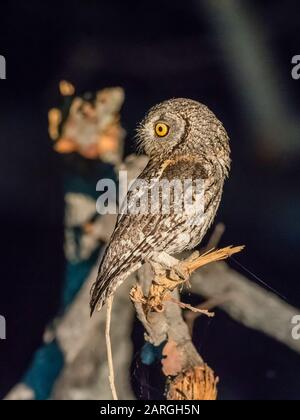 Un adulte à face blanche, Scops-Owl (Ptilopsis granti), la nuit dans le Delta d'Okavango, au Botswana, en Afrique Banque D'Images