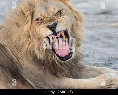 Lion masculin adulte (Panthera leo), dans le delta de l'Okavango, au Botswana, en Afrique Banque D'Images