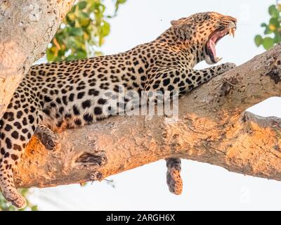 Un léopard adulte (Panthera pardus) reposant dans un arbre du Delta d'Okavango, Botswana, Afrique Banque D'Images