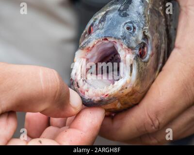 Un regard de près sur un piranha pris sur le ruisseau Belluda, la rivière Ucayali, Loreto, Pérou, Amérique du Sud Banque D'Images