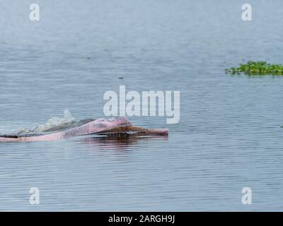 Dauphins Adultes Roses (Inia Geoffrensis), Lac Yanayacu, Réserve Pacaya-Samiria, Loreto, Pérou, Amérique Du Sud Banque D'Images