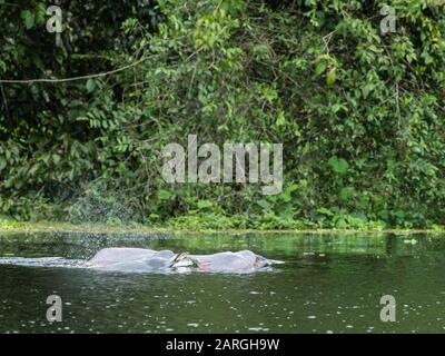 Dauphins Adultes Roses (Inia Geoffrensis), Lac Yanayacu, Réserve Pacaya-Samiria, Loreto, Pérou, Amérique Du Sud Banque D'Images