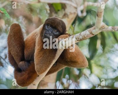 Un singe laineux commun adulte (Lagothrix lagothricha), dans les arbres le long de la rivière Yarapa, Nauta, Pérou, Amérique du Sud Banque D'Images